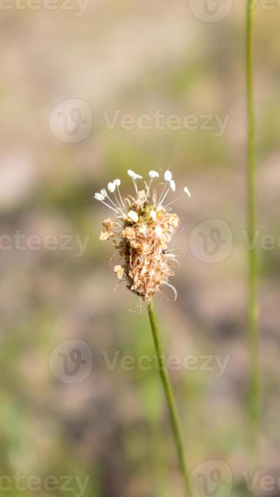 schöne Wildblumen und Wildkräuter auf einer grünen Wiese. warmer und sonniger Sommertag. Wiesenblumen. Wildes Sommerblumenfeld. Sommerlandschaftshintergrund mit schönen Blumen. foto