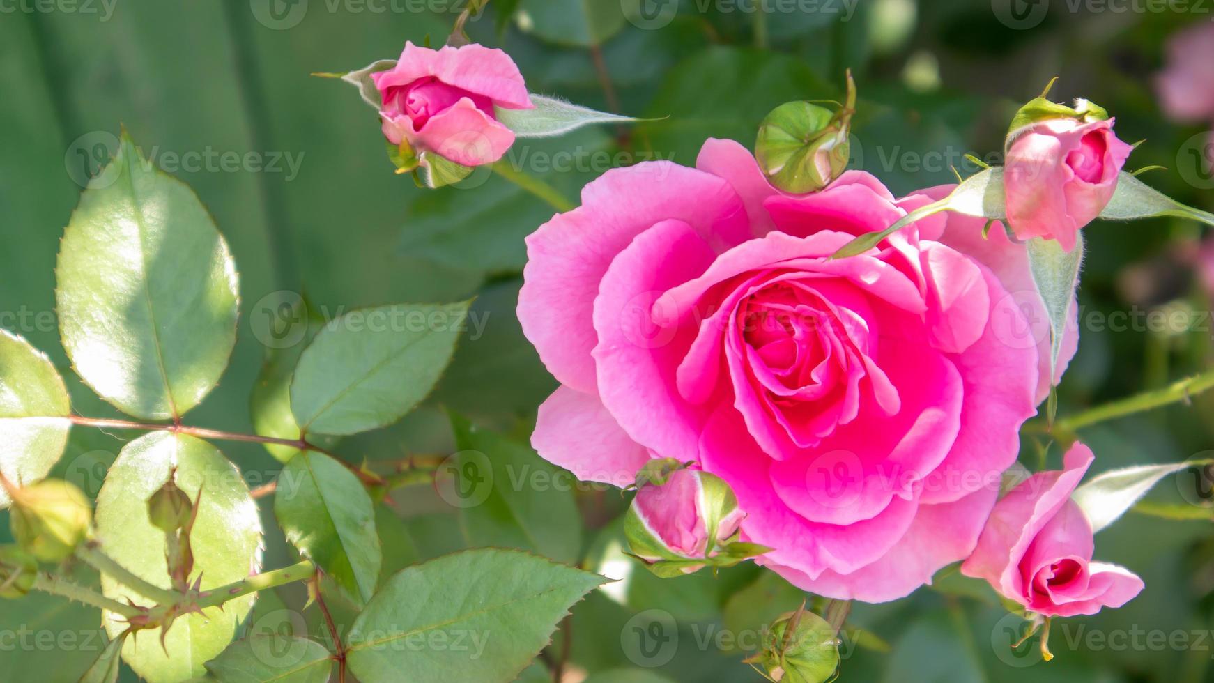 schöne, bunte, zart blühende Rosen in einem rosa Garten. selektiver Fokus. Nahaufnahme. foto