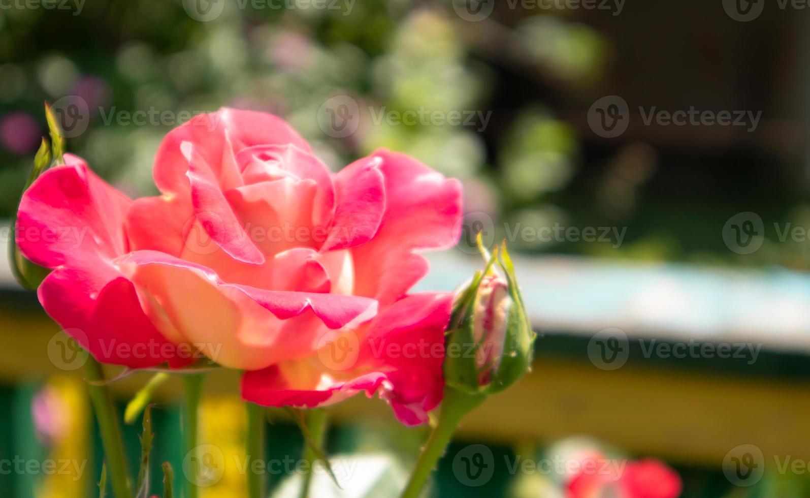 schöne, bunte, zart blühende Rosen in einem roten Garten. selektiver Fokus. Nahaufnahme. foto