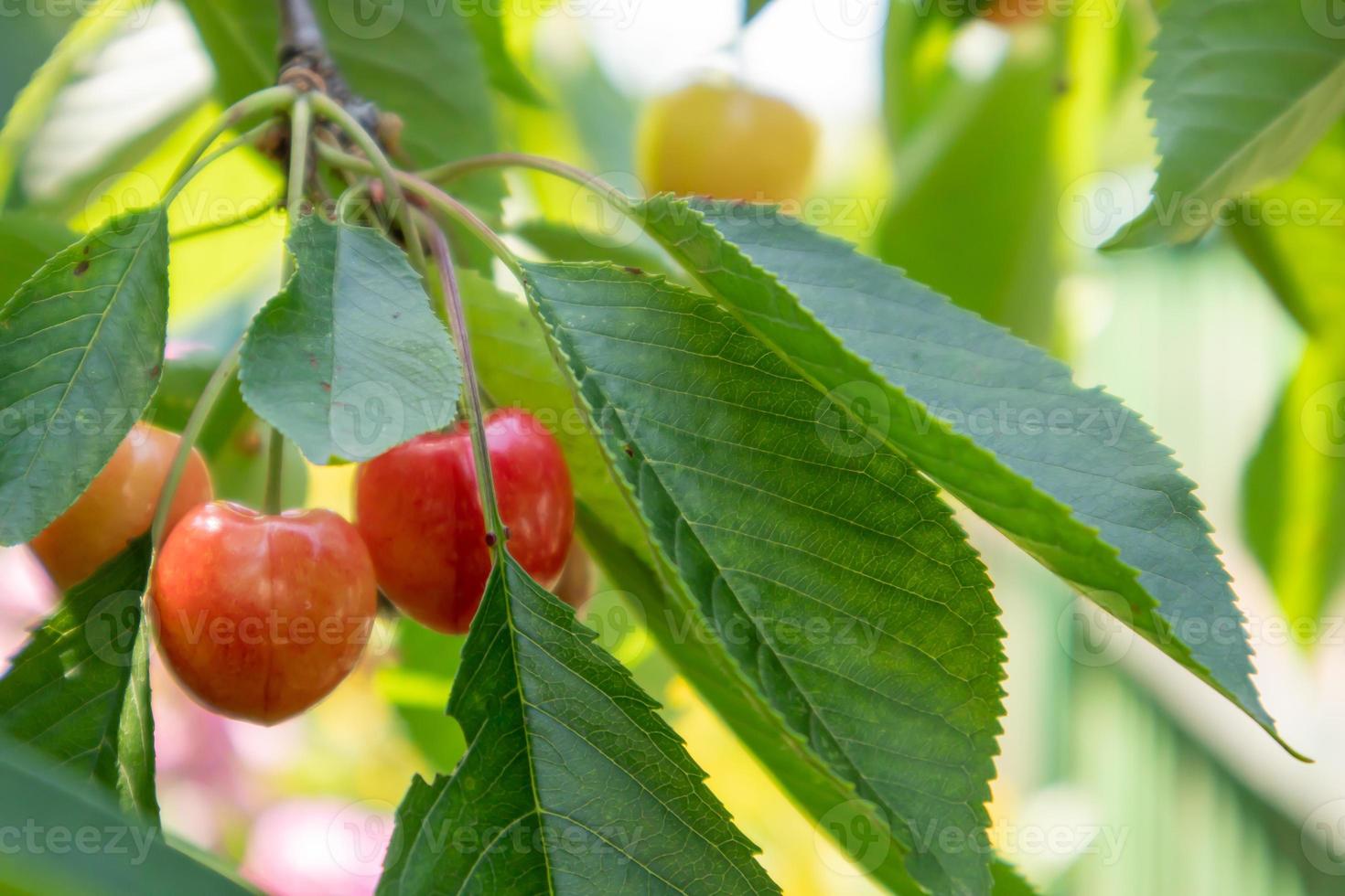 Reife rote und süße Kirschbeeren, die vor der Ernte im Frühsommer an einem Ast hängen. ein Baum mit köstlichen und saftigen dunkelroten Vogelkirschfrüchten, die an einem Ast hängen. foto