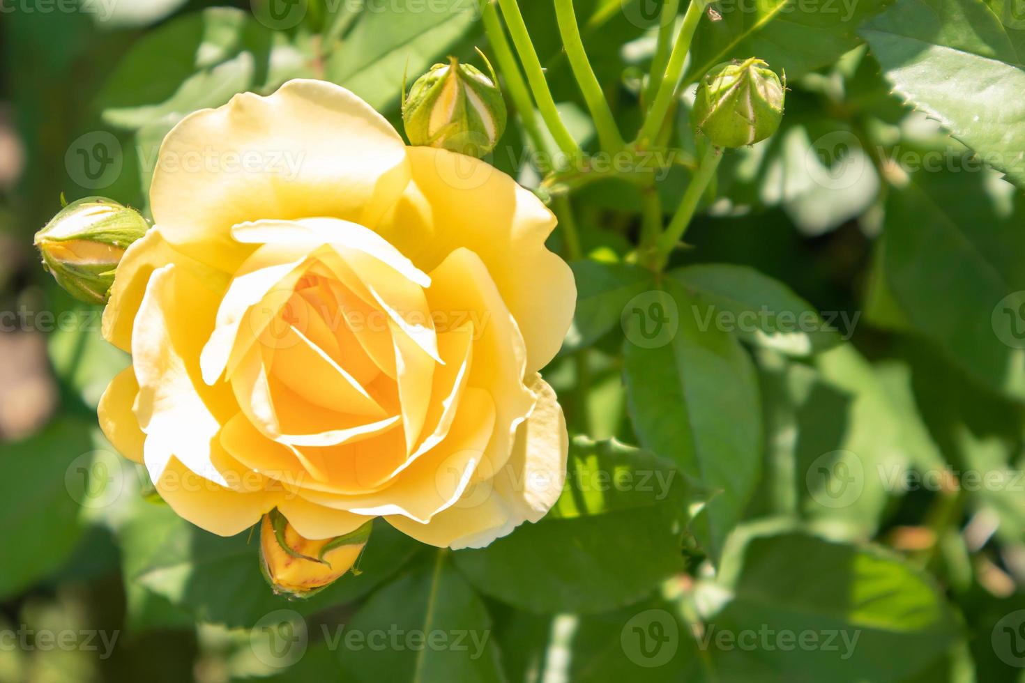 schöne, bunte, zart blühende Rosen in einem gelben Garten. selektiver Fokus. Nahaufnahme. foto