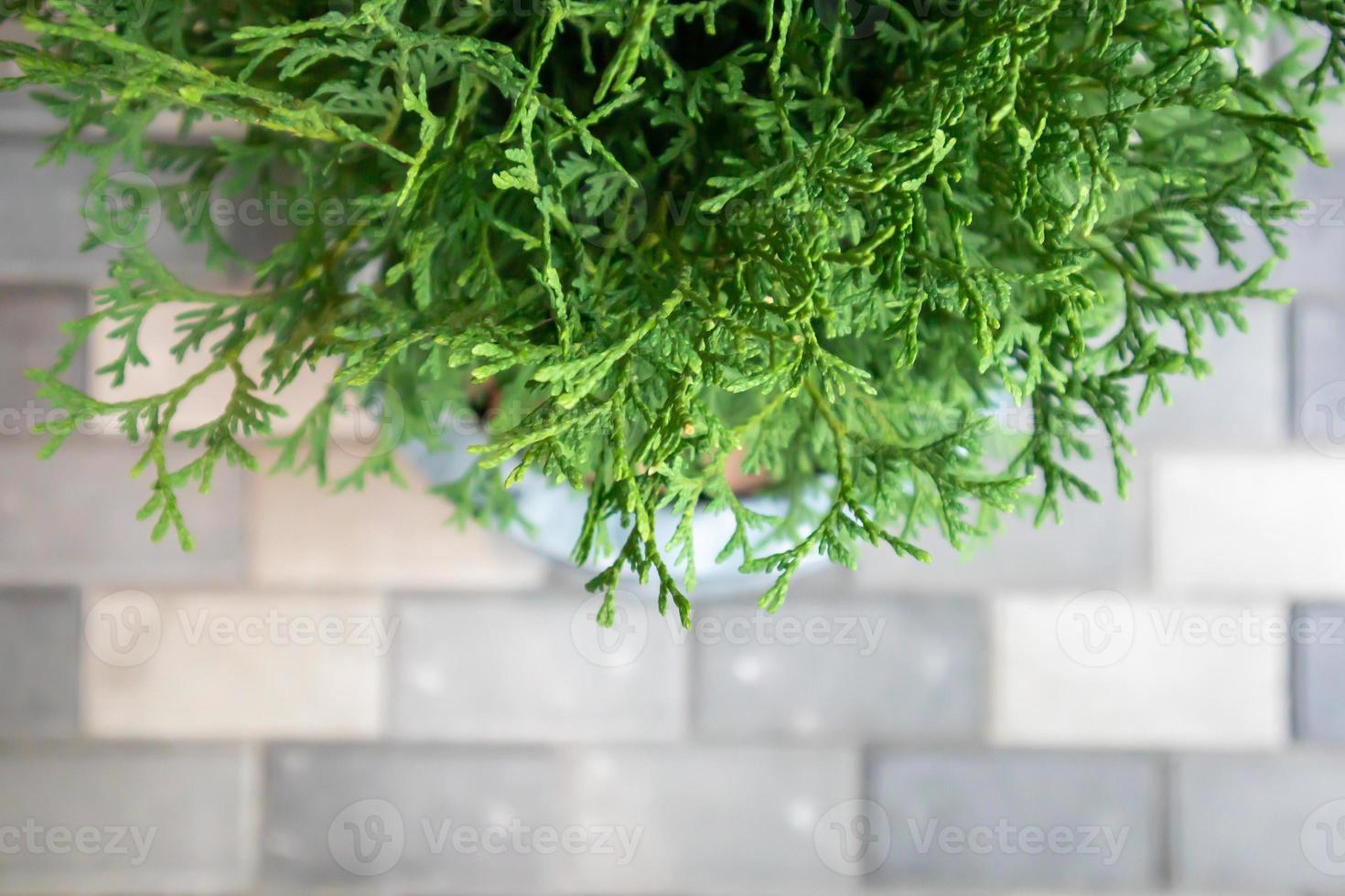 Nahaufnahme von schönen grünen Blättern von Thuja-Bäumen auf grünem Hintergrund. Thuja-Zweig. ein immergrüner Nadelbaum, auch als chinesischer Thuja bekannt. foto