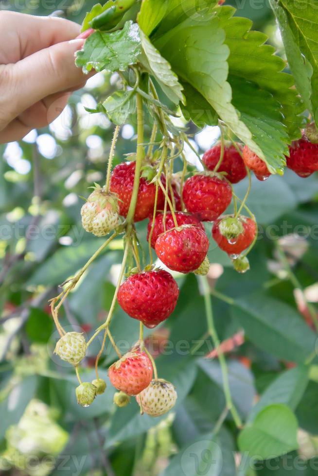 Sommer reife frische saftige Erdbeeren mit Blättern im Garten. Platz kopieren. Erdbeerfeld auf einer Obstfarm. Frische reife Bio-Erdbeeren auf einer Beerenplantage. foto