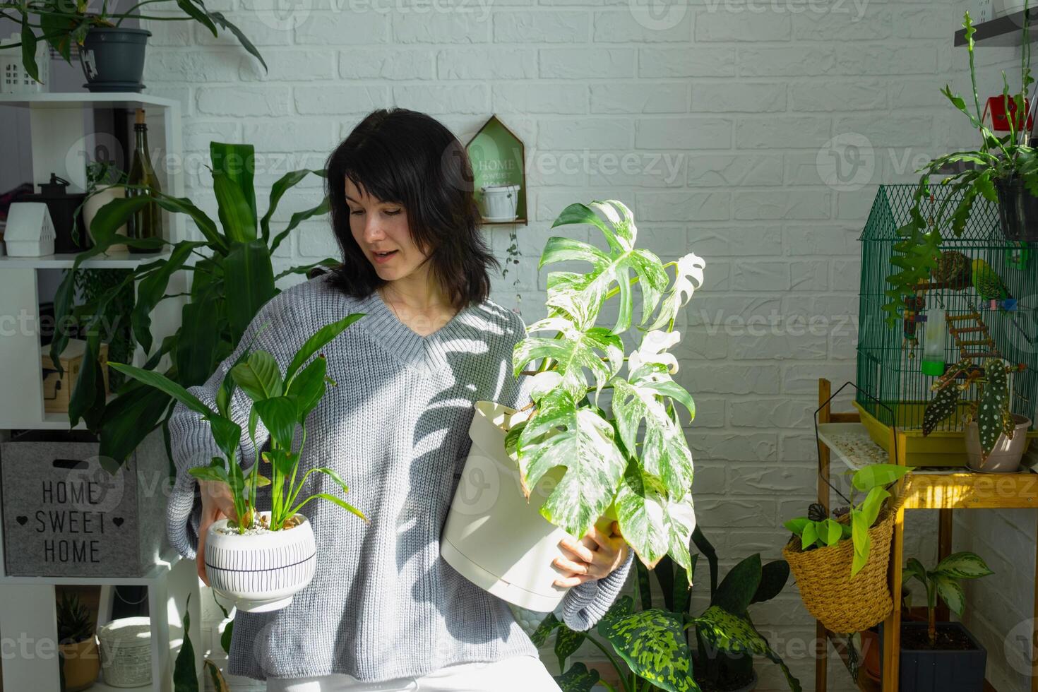 Frau hält Zuhause Pflanze Selten variieren Monstera alba in Topf im Zuhause Innere. foto