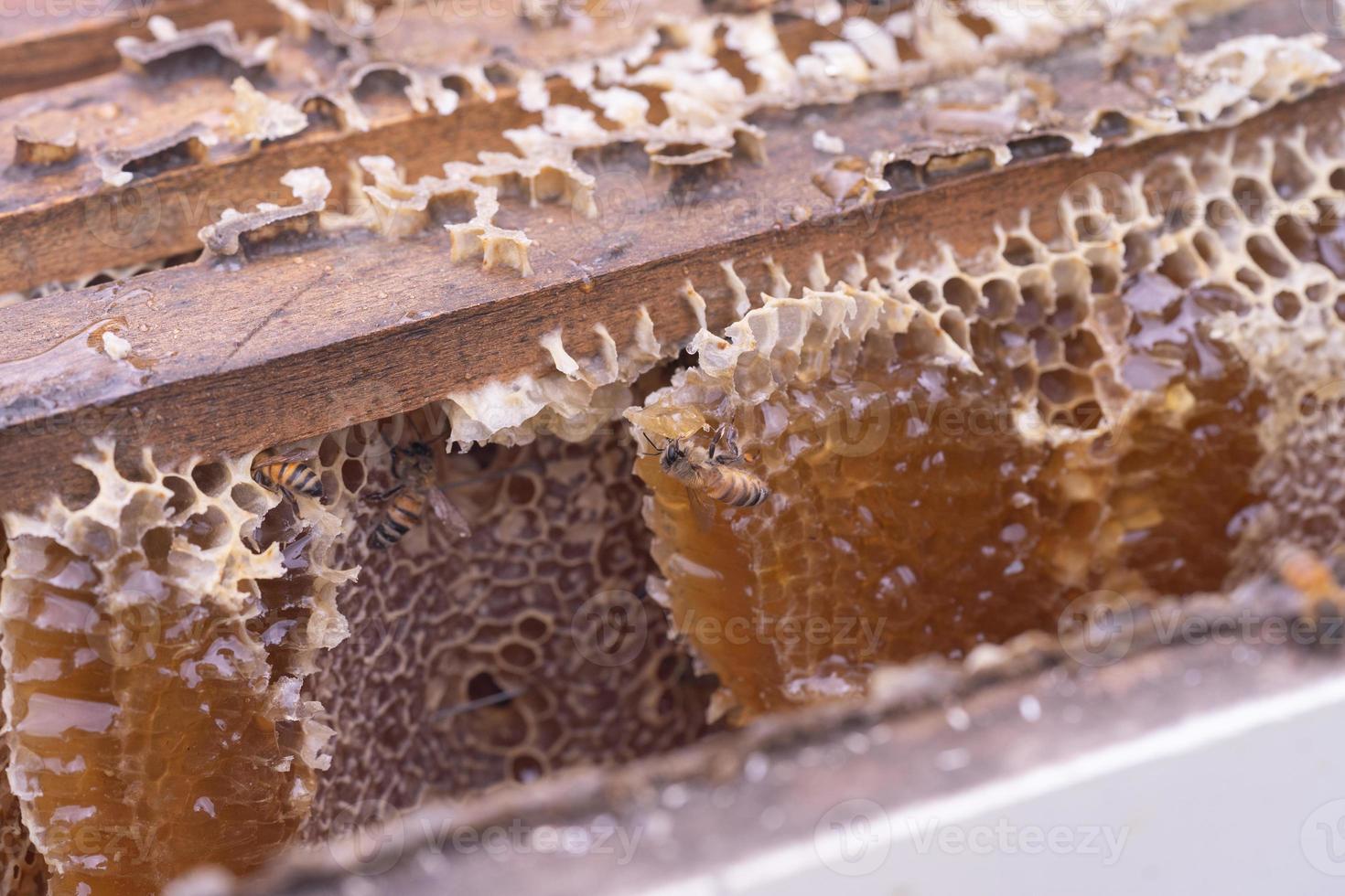 die Honigbienen überprüfen foto