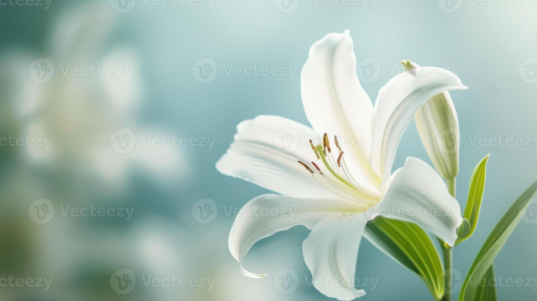 Weiß Lilie blühen präsentieren zart Blütenblätter und still Schönheit im ein heiter Garten Rahmen foto