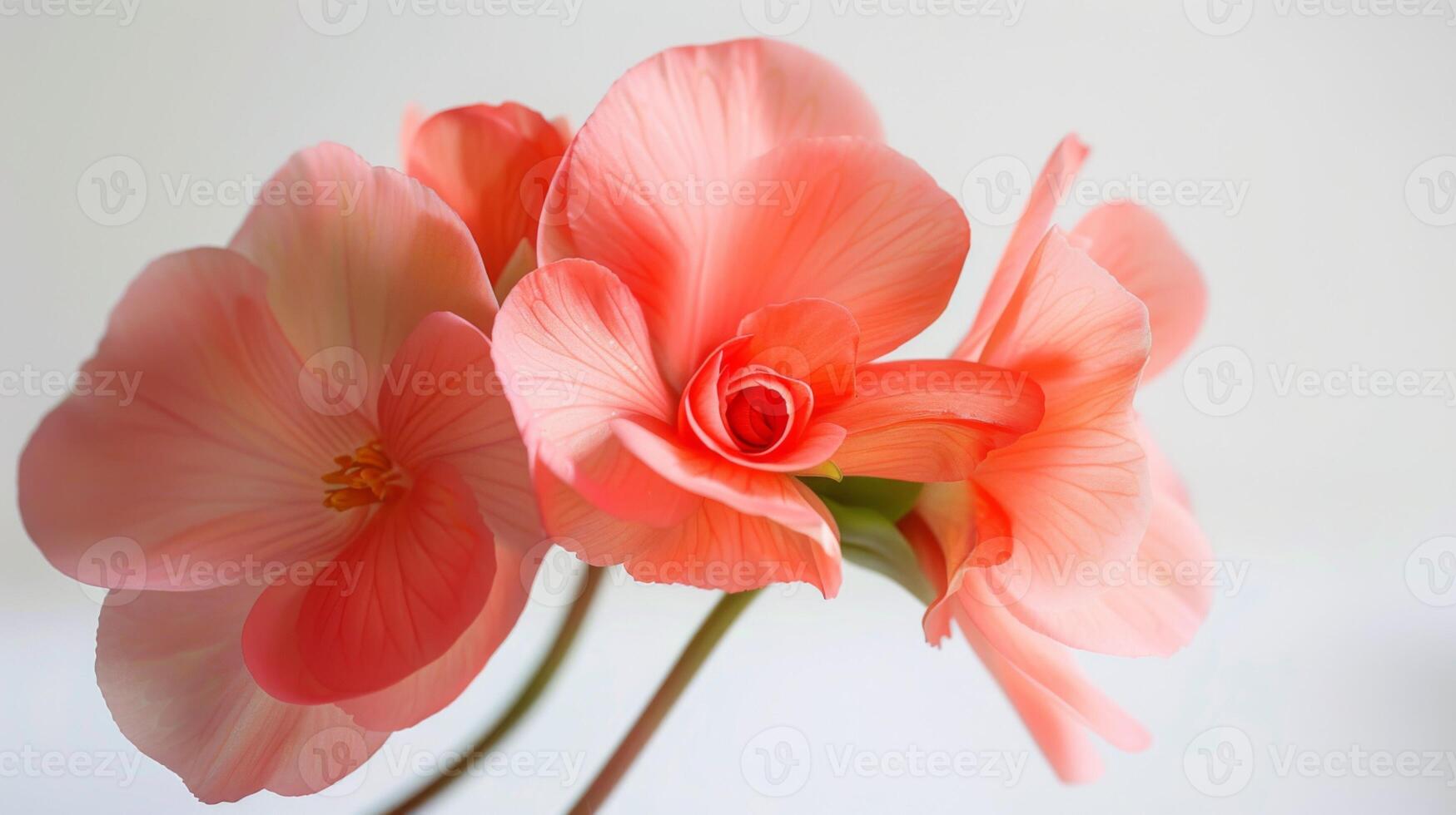 Nahansicht von ein zart Rosa Begonie Blume im voll blühen mit Sanft Blütenblätter und beschwingt Schönheit foto