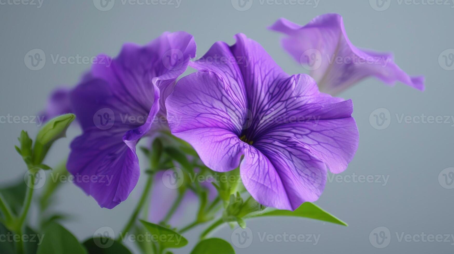 lila Petunie Blume im Nahansicht erfasst hell blühen und zart botanisch Schönheit foto