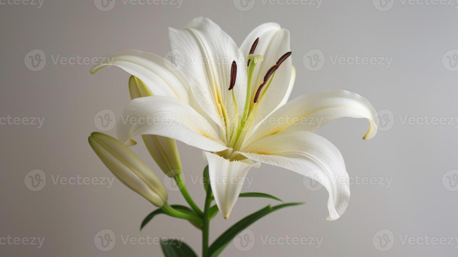 Weiß Lilie Blume im blühen zeigen Blütenblätter, Stempel, Staubblatt, und elegant Natur Einzelheiten foto