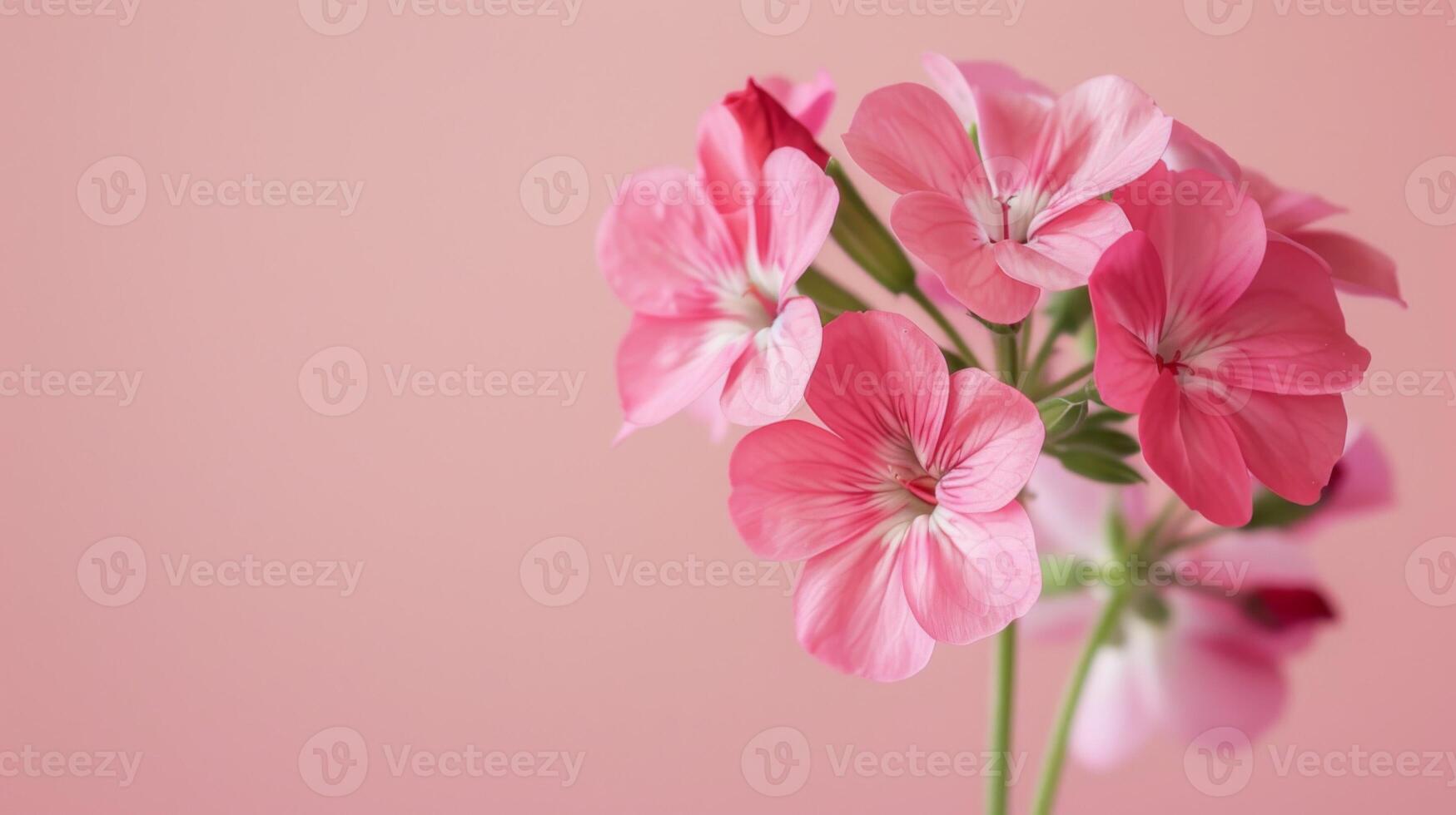 Nahansicht von beschwingt Rosa Geranie Blumen mit blühen Blütenblätter und Sanft Flora Hintergrund foto