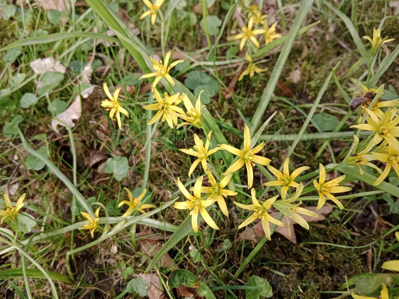 Frühling Farben bringen her ein beschwingt Palette von Pastell- Farbtöne, blühen Blumen, und frisch Grün, Signalisierung das Erwachen von Natur nach das Winter schlummern foto