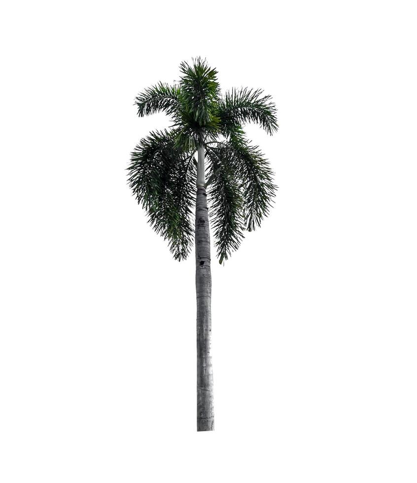 Palme Baum isoliert auf Weiß Hintergrund mit Ausschnitt Pfad foto