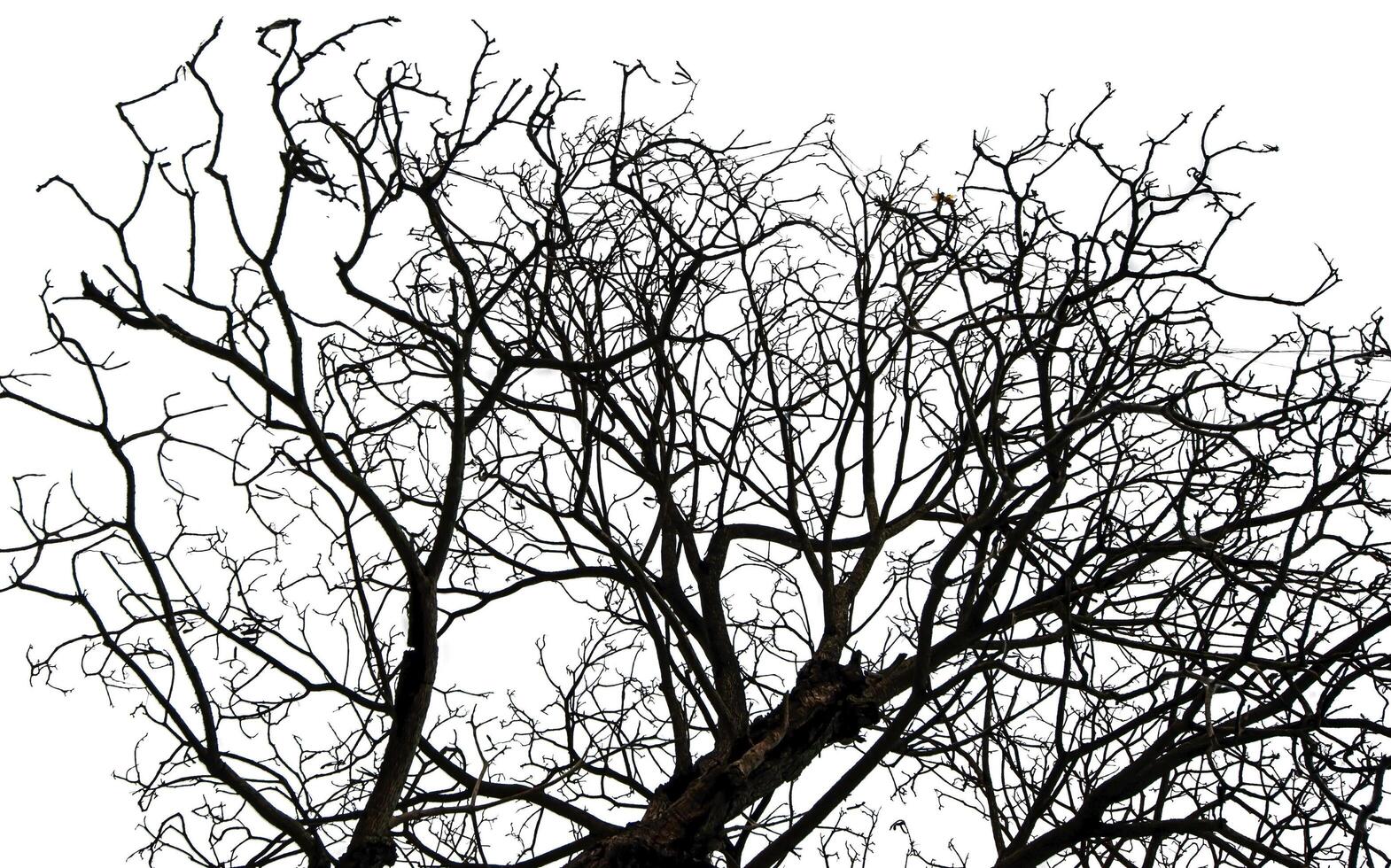 blattlos Baum isoliert auf Weiß Hintergrund. foto