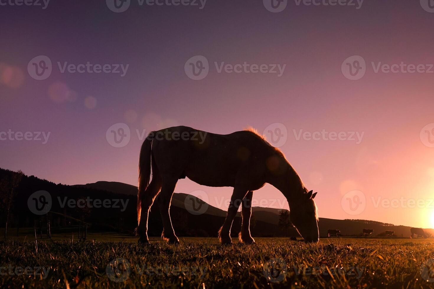 Pferd Silhouette Weiden lassen und schön Sonnenuntergang Hintergrund im Sommer foto