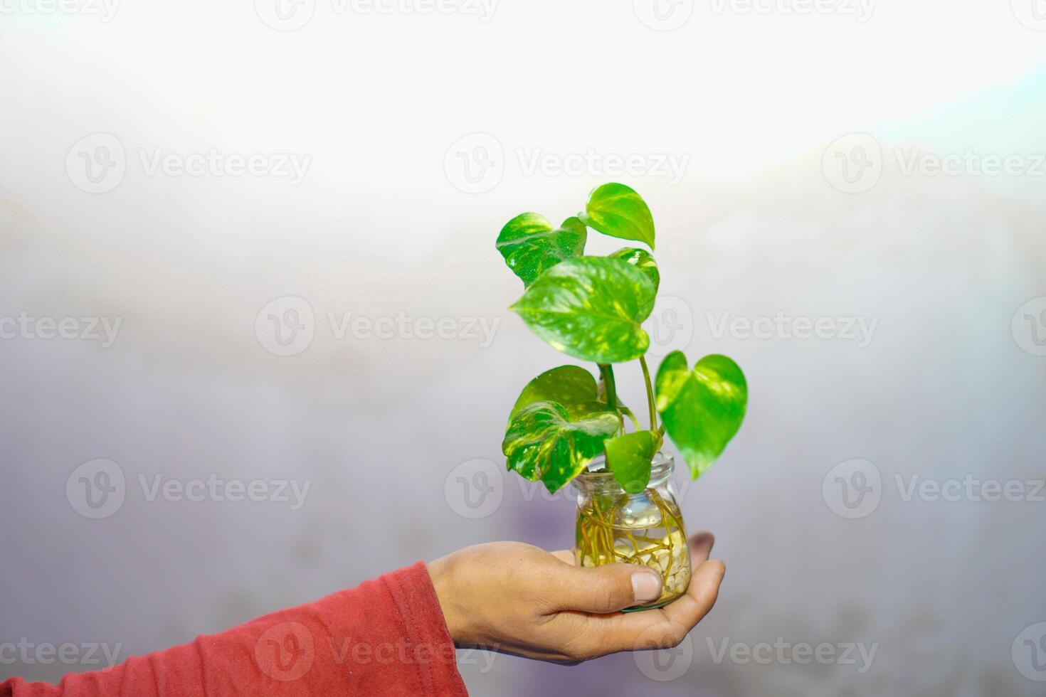 Hand halten ein pothos Pflanze im ein Krug auf ein Weiß Hintergrund. foto