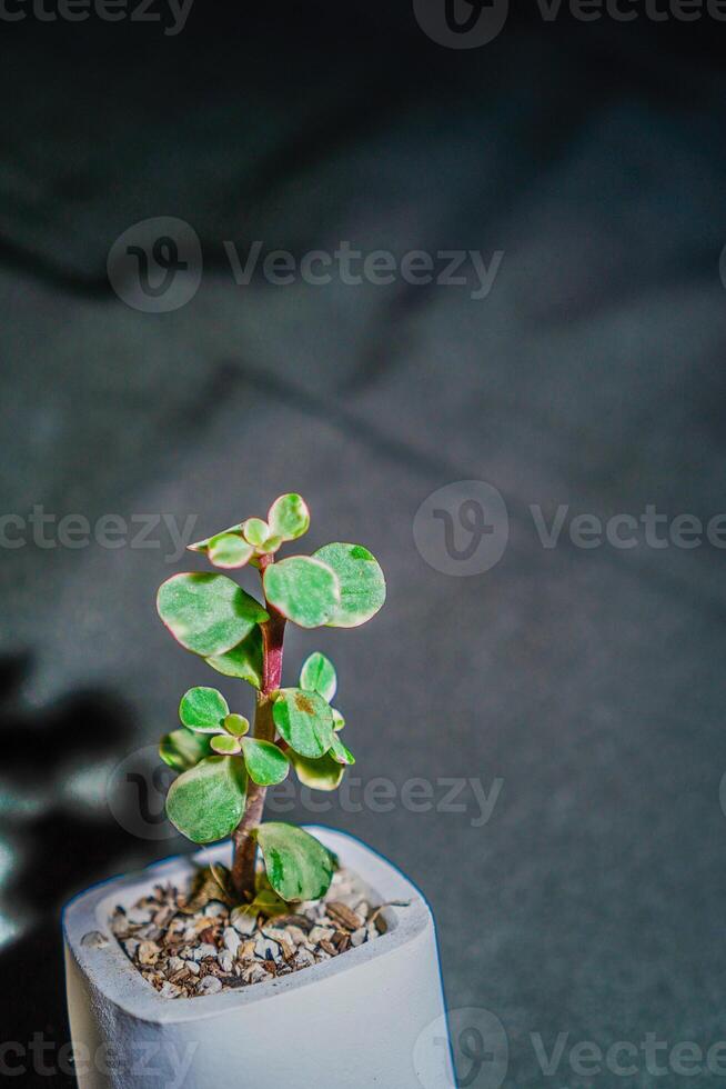 Kaktus Blume im Weiß Topf auf schwarz Hintergrund, foto