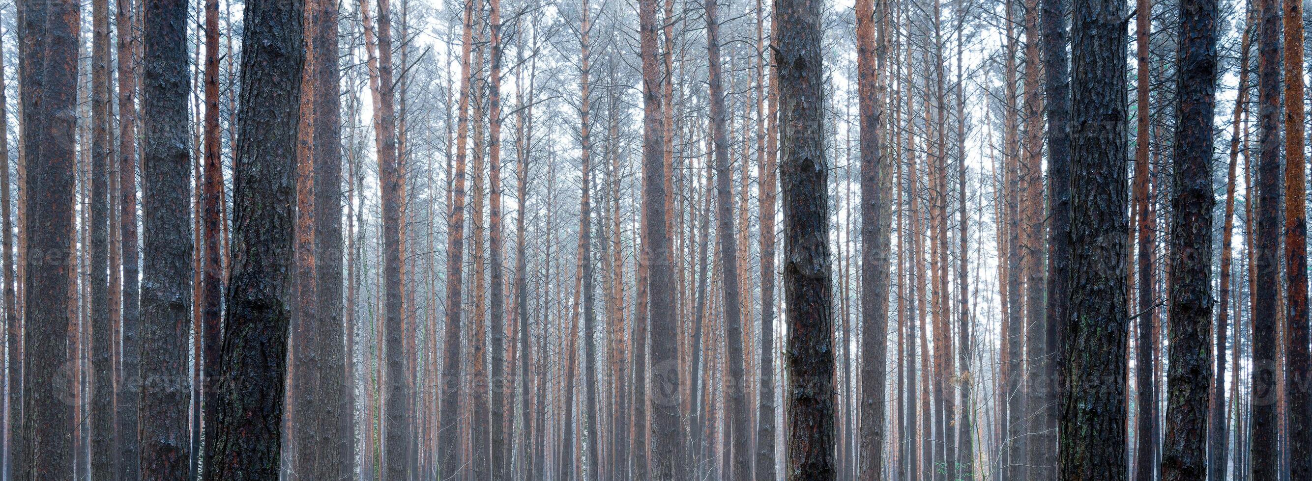 Panorama von Kiefer Herbst neblig Wald. Reihen von Kiefer Stämme verhüllt im Nebel auf ein wolkig Tag. foto