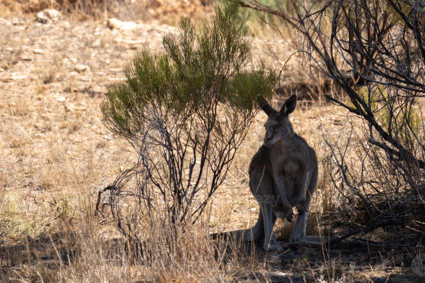 Outback Känguru im Bürste foto