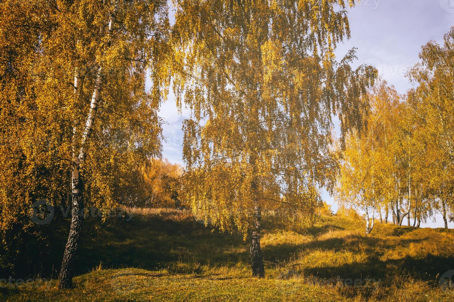 Birken im ein sonnig golden Herbst Tag. Blatt fallen. Jahrgang Film ästhetisch. foto