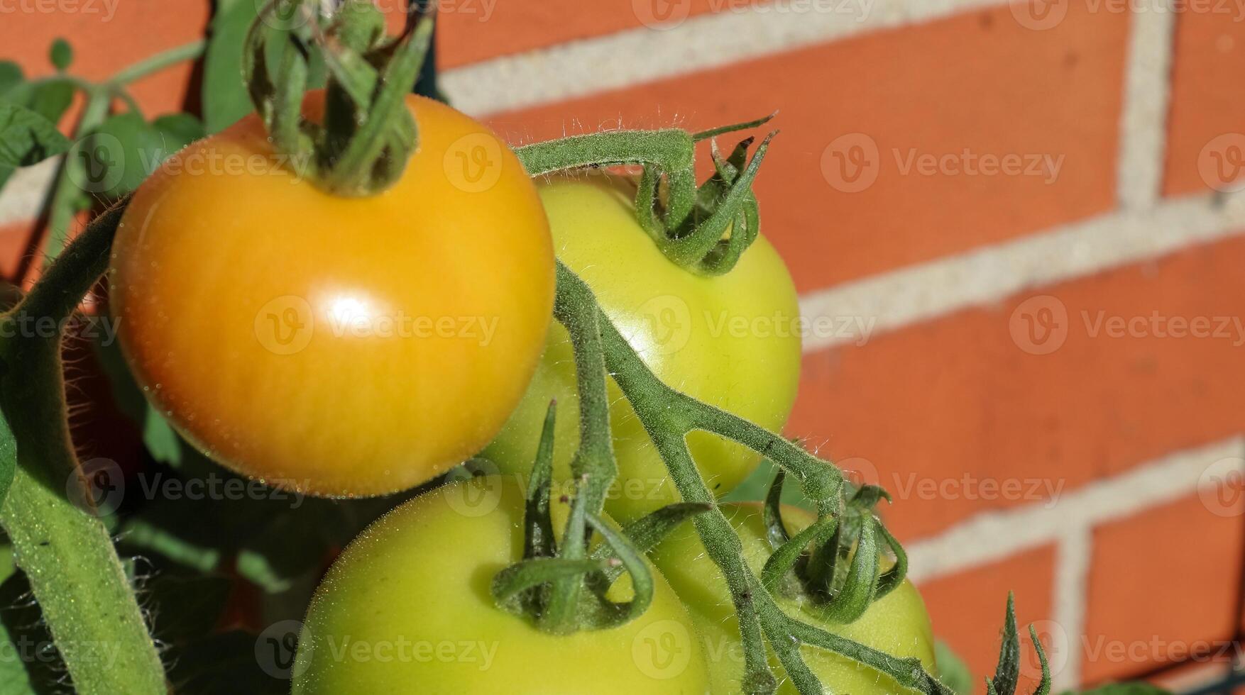 Landwirtschaftskonzept. einige große rote und grüne Tomaten an einem Busch, der an der Wand eines Hauses wächst. foto