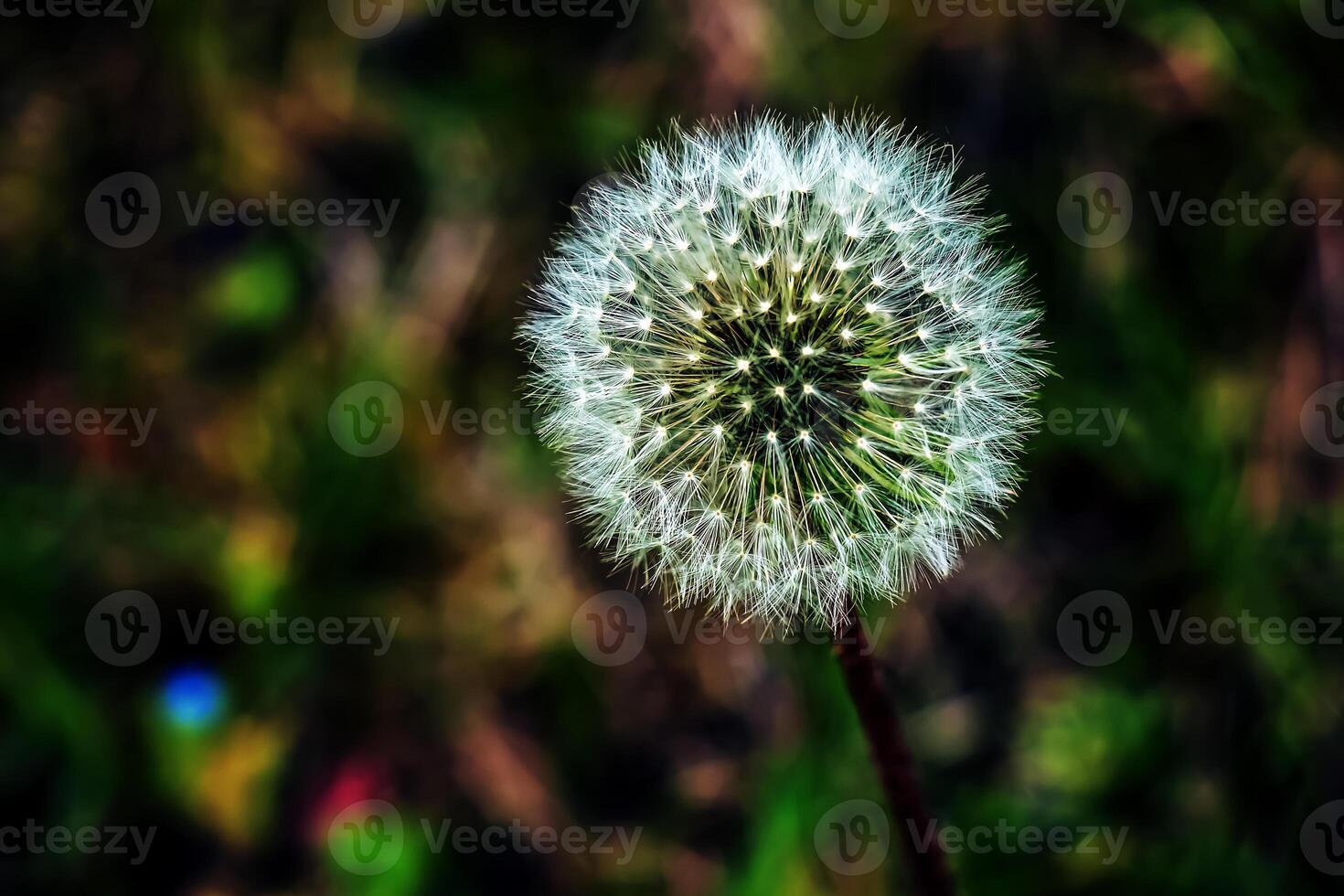 verbreitet Löwenzahn Taraxacum officinale im ein Wiese gegen ein dunkel Hintergrund foto