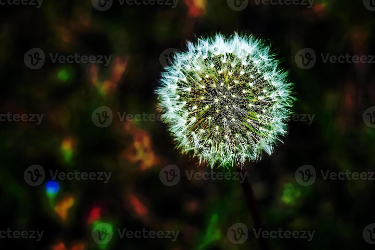 verbreitet Löwenzahn Taraxacum officinale im ein Wiese gegen ein dunkel Hintergrund foto