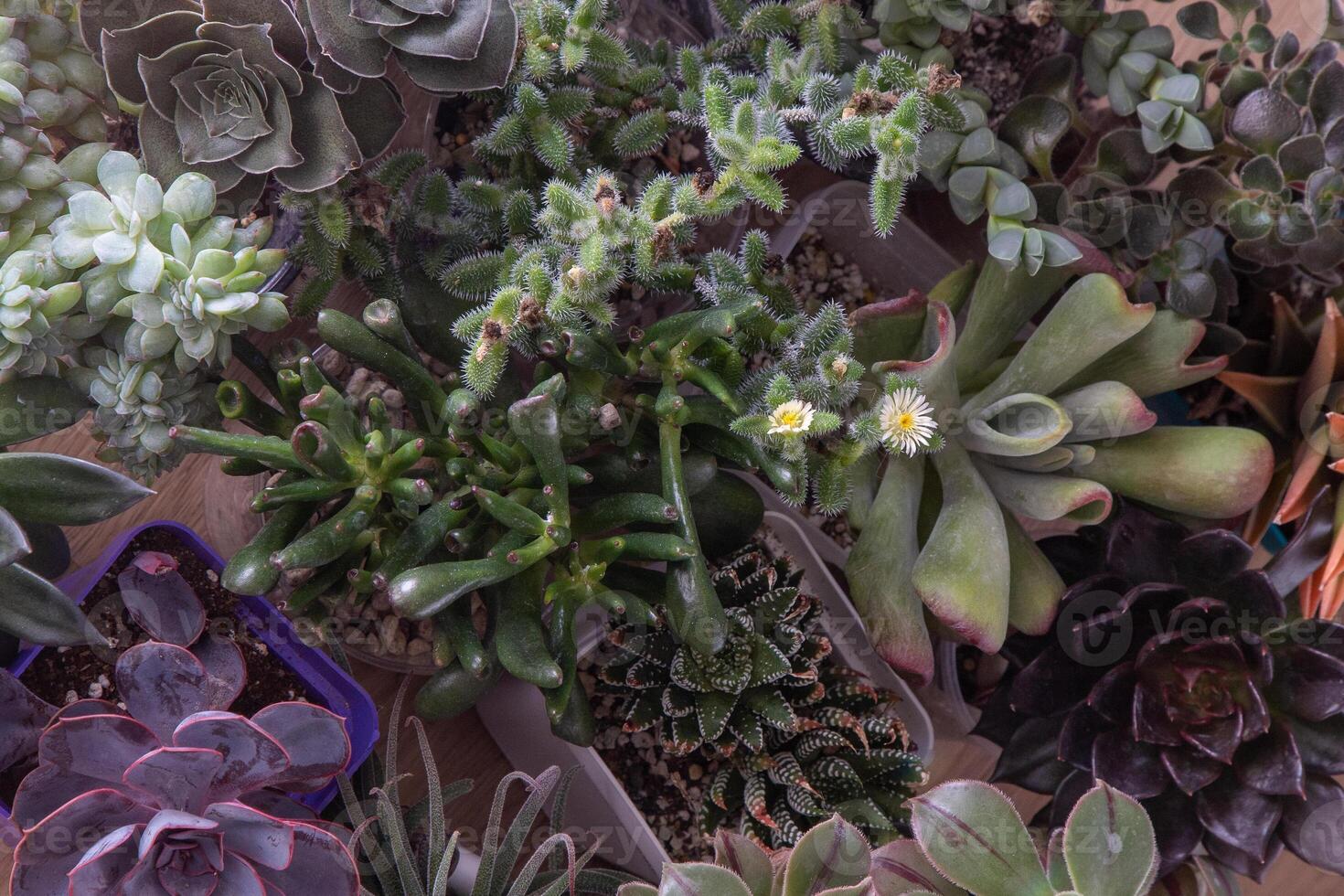 ein einstellen von anders Sukkulenten Haworthia und Aloe, Crassula und Fetthenne, Echeverie, Crassula und kalanchoe. wachsen ein Zuhause Blume. Blumenzucht. Kaktus Zuhause Grün saftig. Blumen Hintergrund. foto