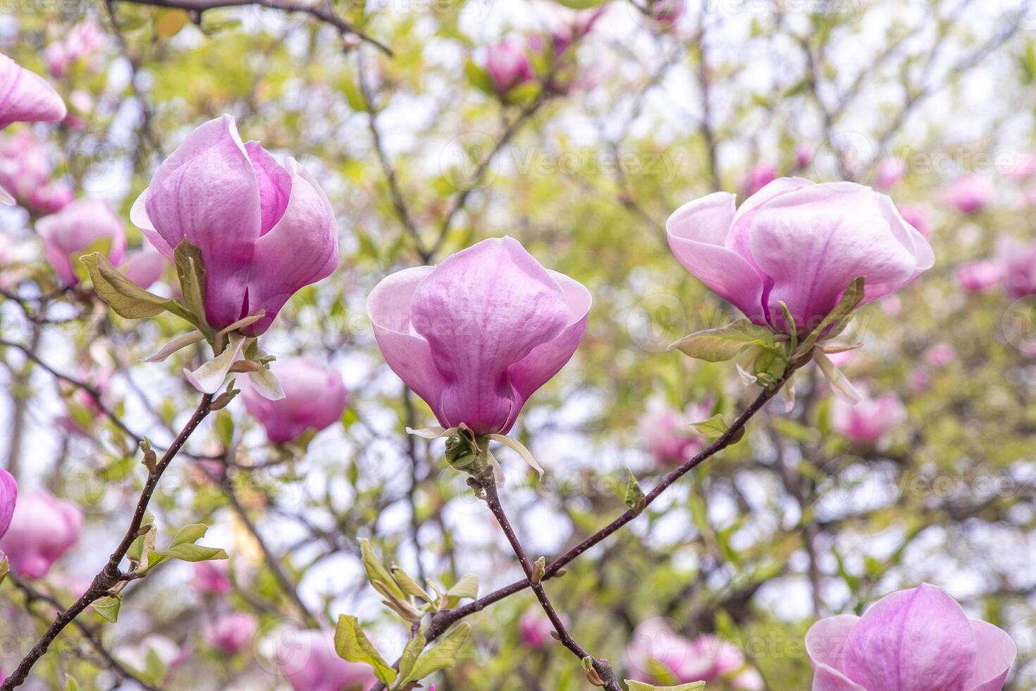 Rosa Magnolie Blumen. Blume Knospe auf ein Baum Ast im das Garten. foto