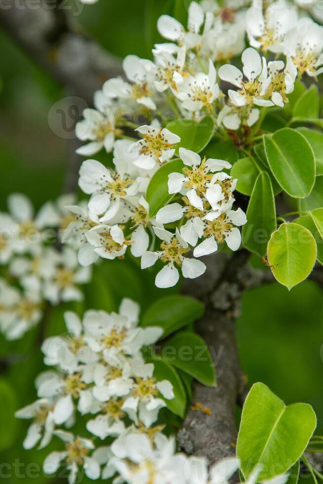 Birne Blüte. Weiß Knospen. Obst Baum Blumen. foto
