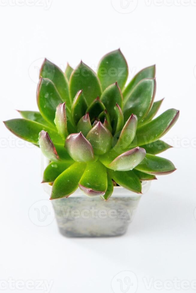 Echeveria Pflanze saftig. Grün wenig Blume isoliert auf Weiß Hintergrund. foto
