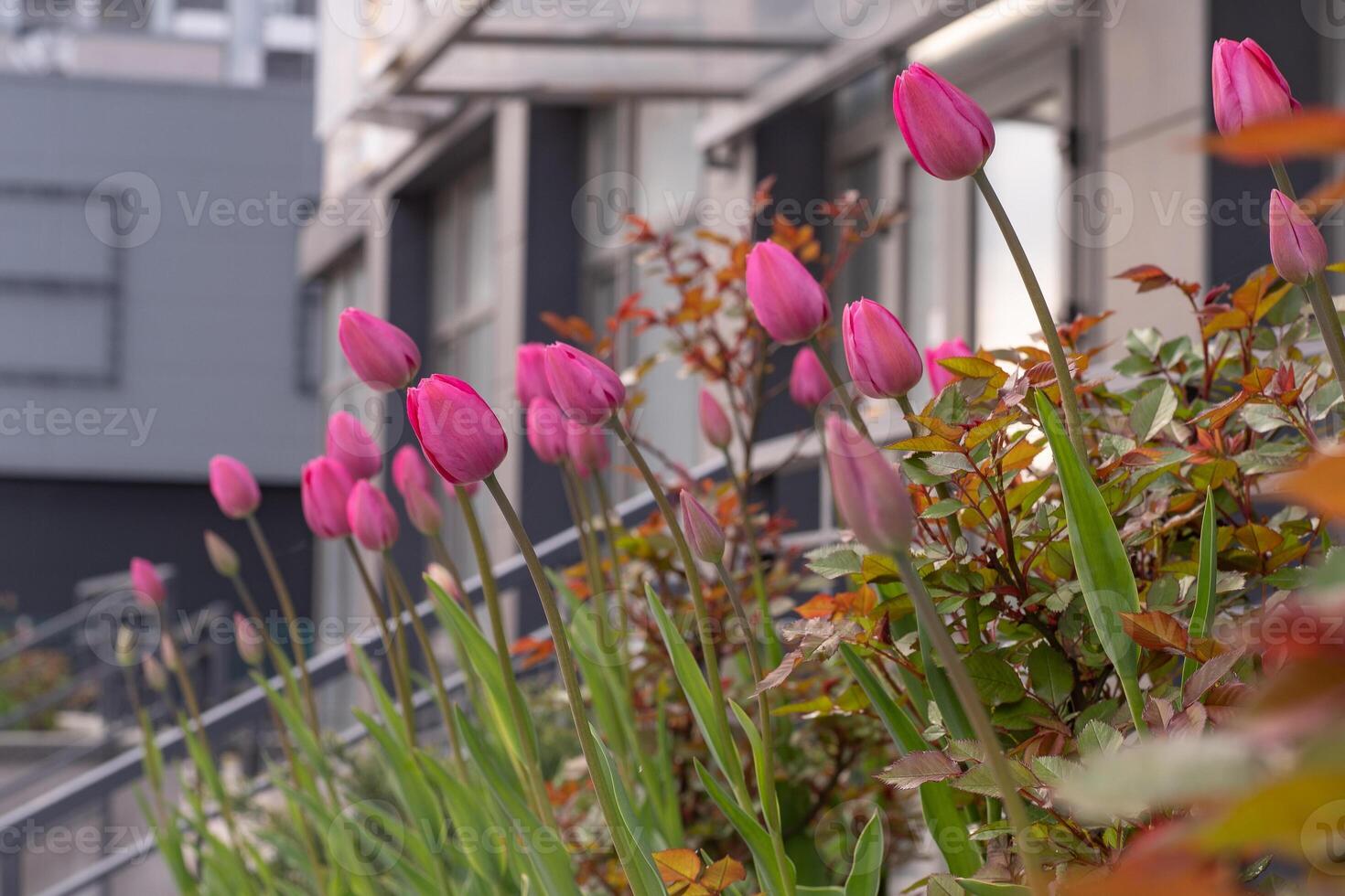 Rosa Tulpen im ein Blume Bett. das Tulpe Knospe schwankt im das Wind. Garten. schön einfach Frühling Blumen. Blumen- Hintergrund. zu wachsen Pflanzen. Gartenarbeit. foto