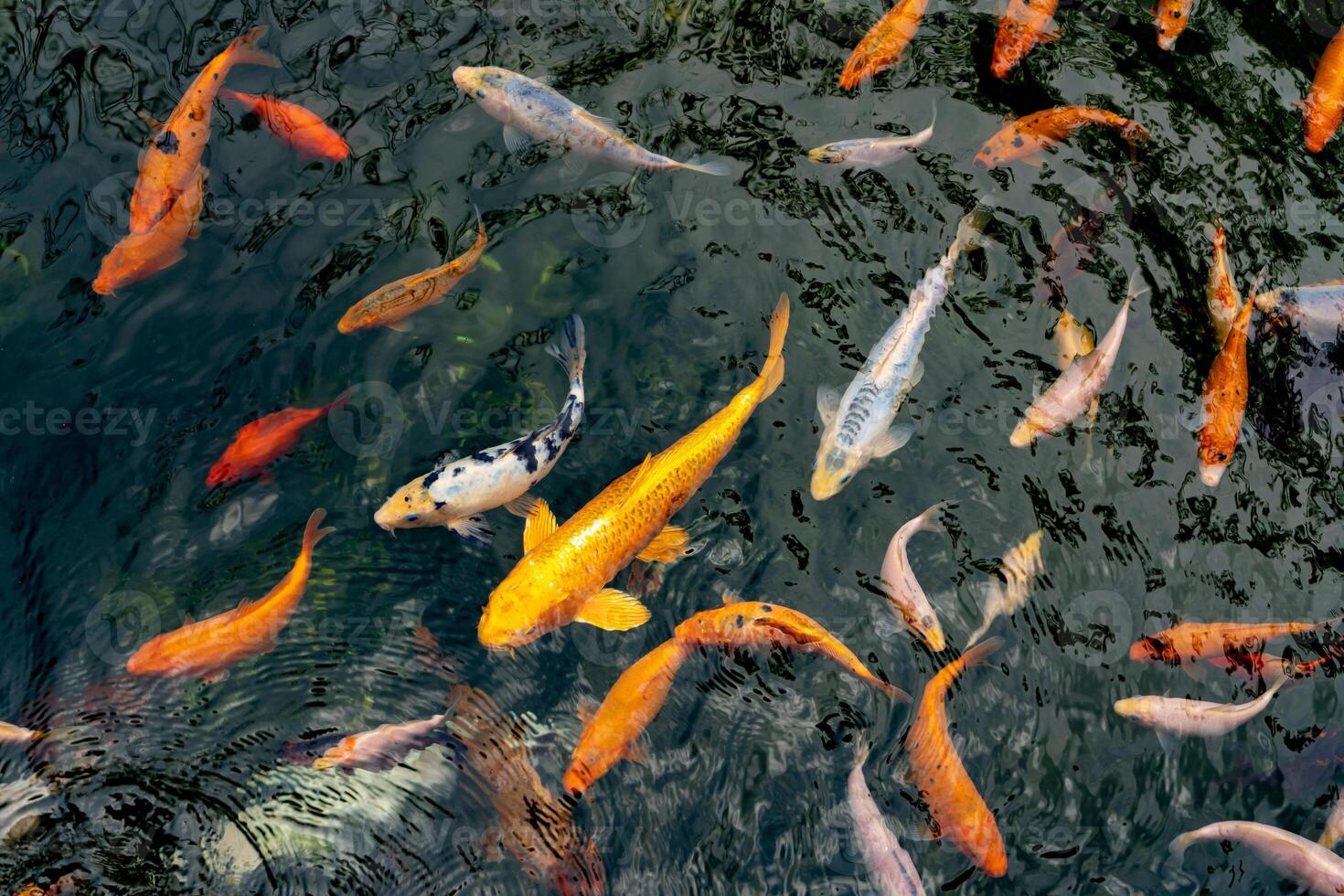 Teich mit Karpfen oben Sicht. viele bunt Fisch von anders Größen schwimmen im das See. Schule von Fisch im das Teich. schick Karpfen foto