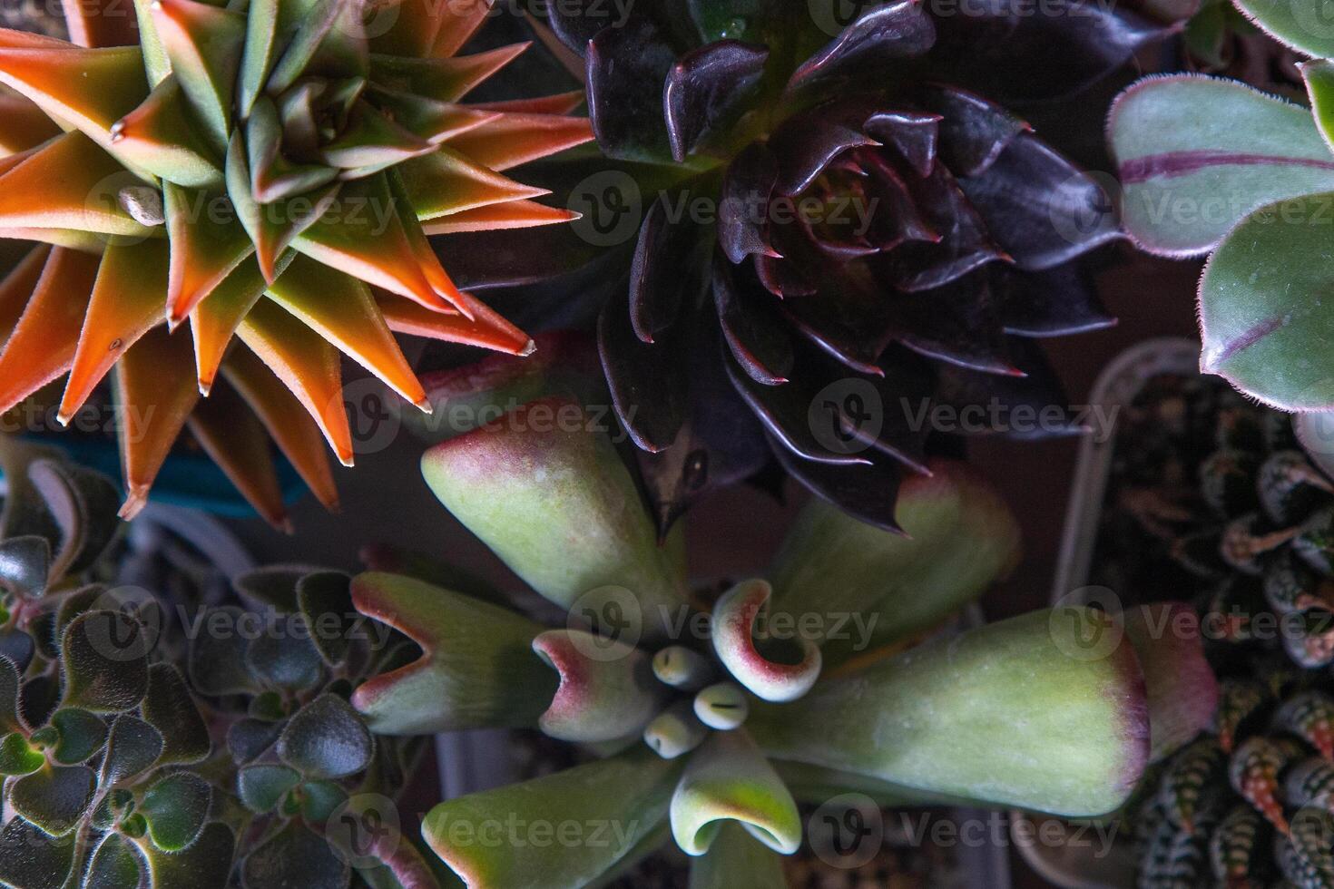 ein einstellen von anders Sukkulenten Haworthia und Aloe, Crassula und Fetthenne, Echeverie, Crassula und kalanchoe. wachsen ein Zuhause Blume. Blumenzucht. Kaktus Zuhause Grün saftig. Blumen Hintergrund. foto