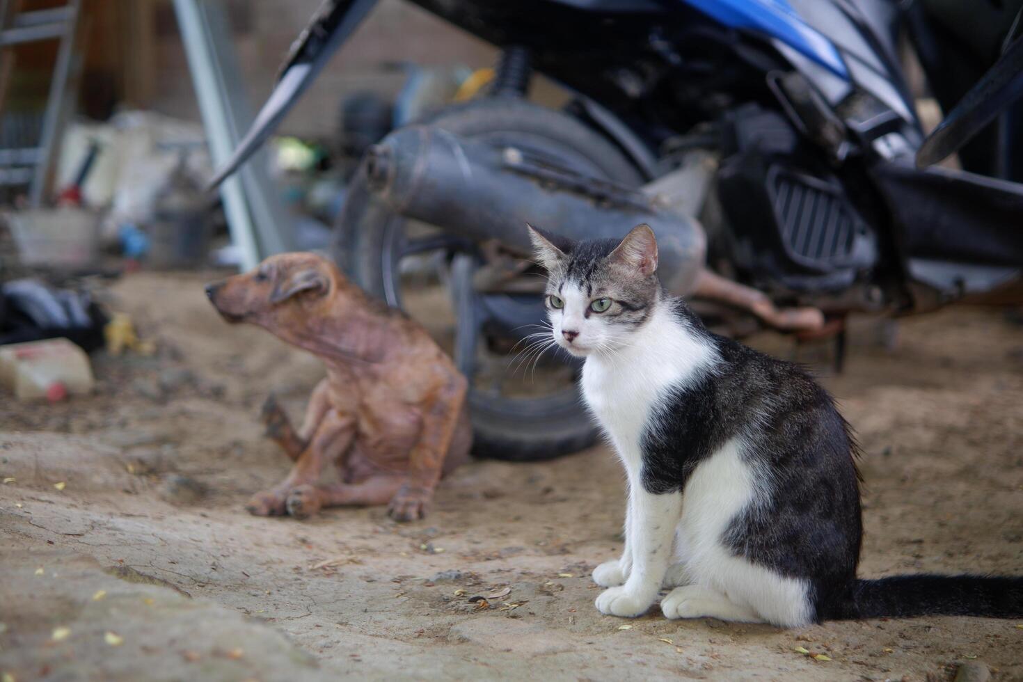 Fotografie von ein streunend Hündchen und ein Katze wurden spielen im das Hof foto