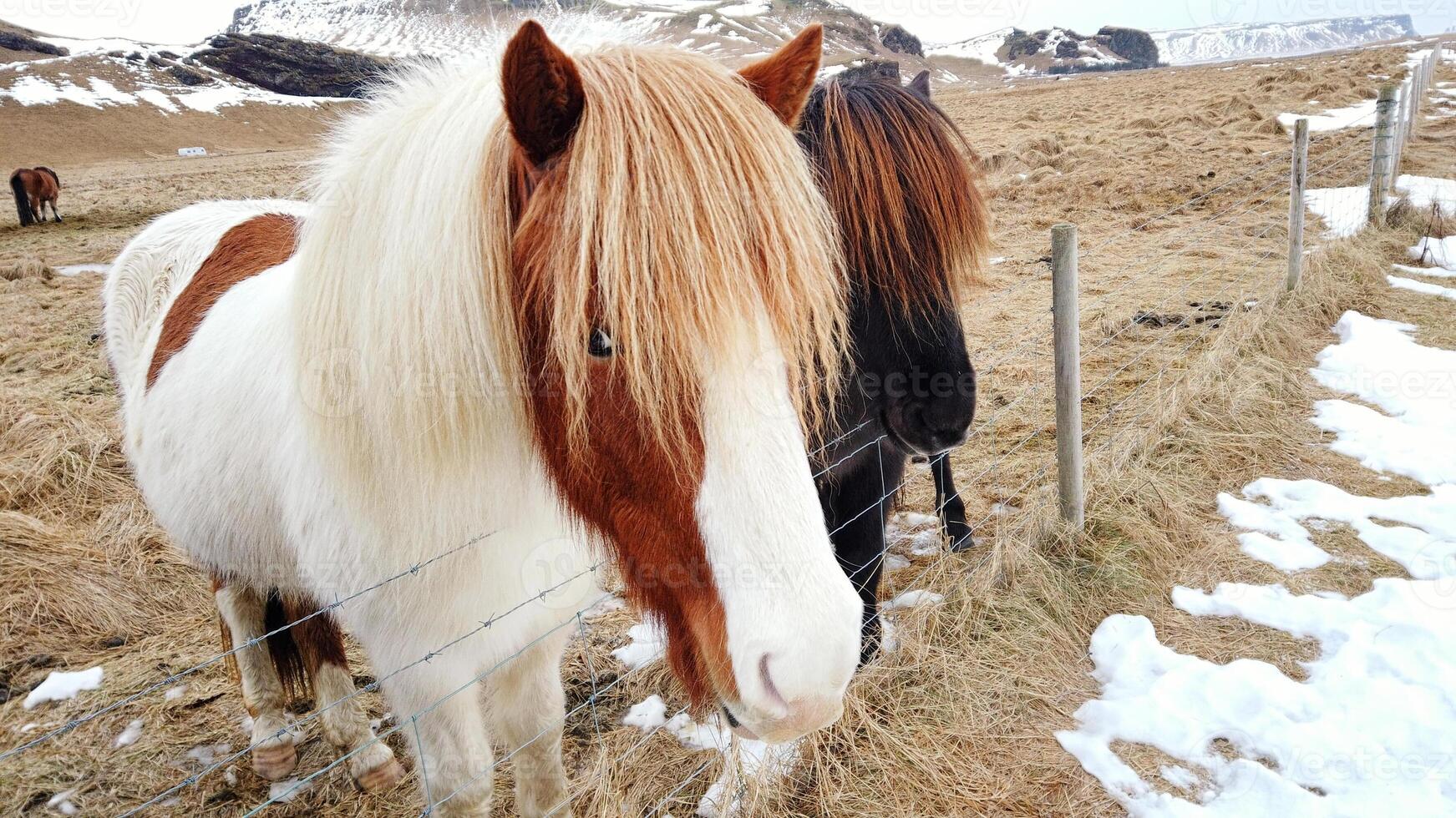 isländisch Pferde sind sehr einzigartig Kreaturen zum das Island.. foto