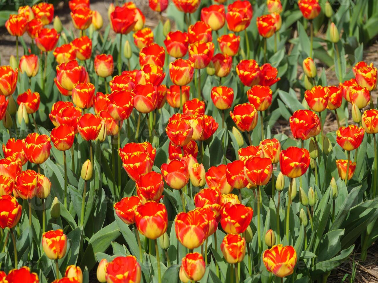 Tulpen in den Niederlanden foto