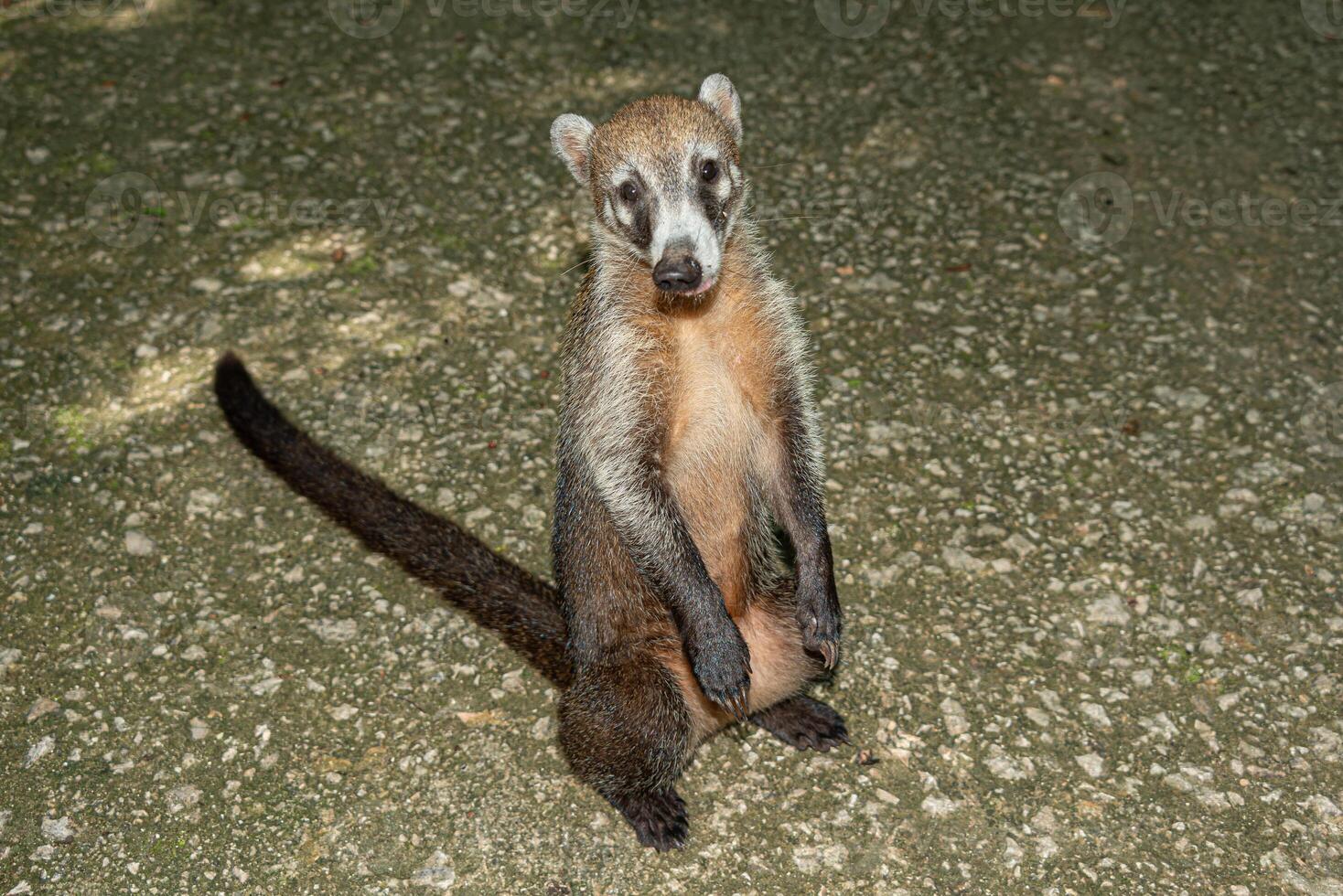 Mexikaner Coati im das Dschungel, Nasua Nasua foto