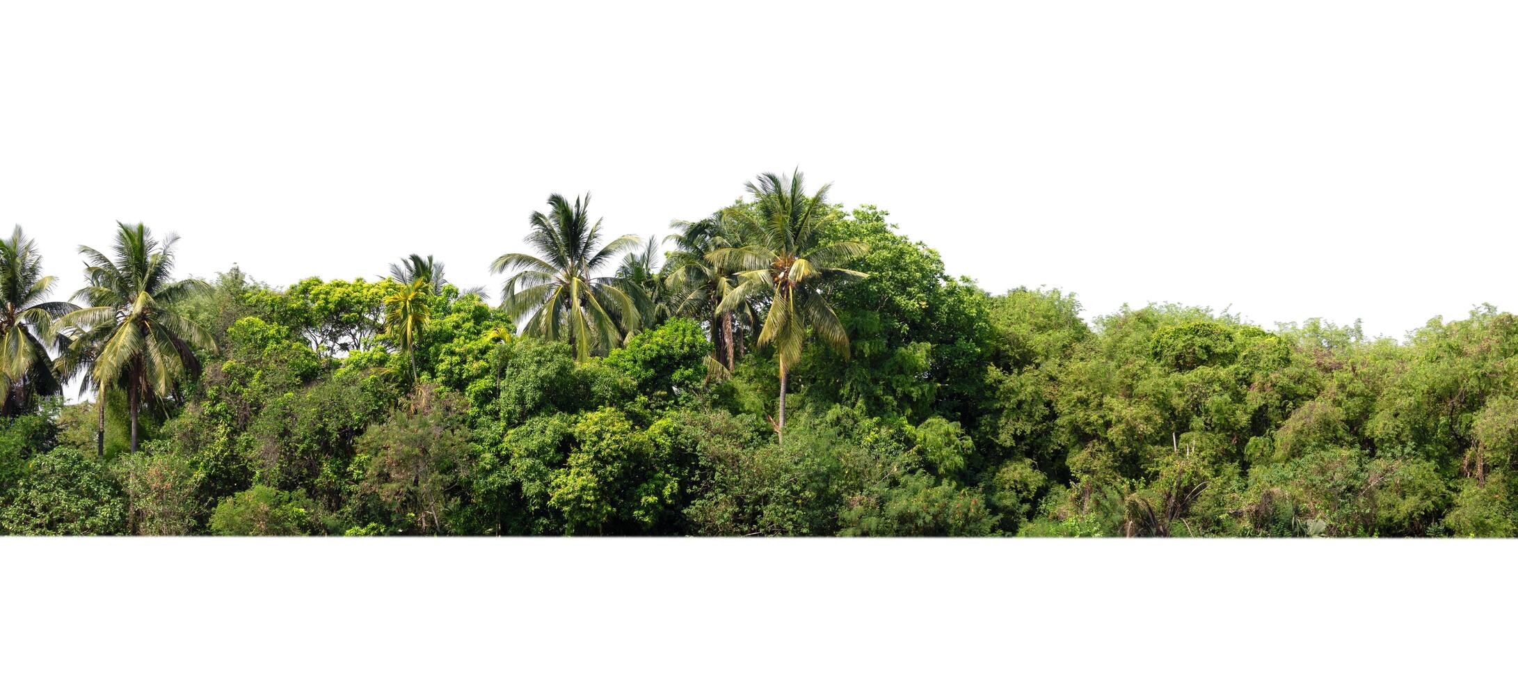 Baum Linie üppig Grün Wald mit Palme Bäume und ein Weiß Hintergrund foto