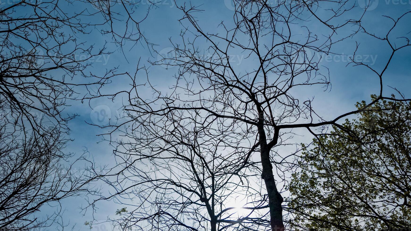 nackt Baum Geäst silhouettiert gegen ein Blau Himmel mit früh Frühling Laub entstehenden, Ideal zum Erde Tag und Laube Tag Konzepte foto