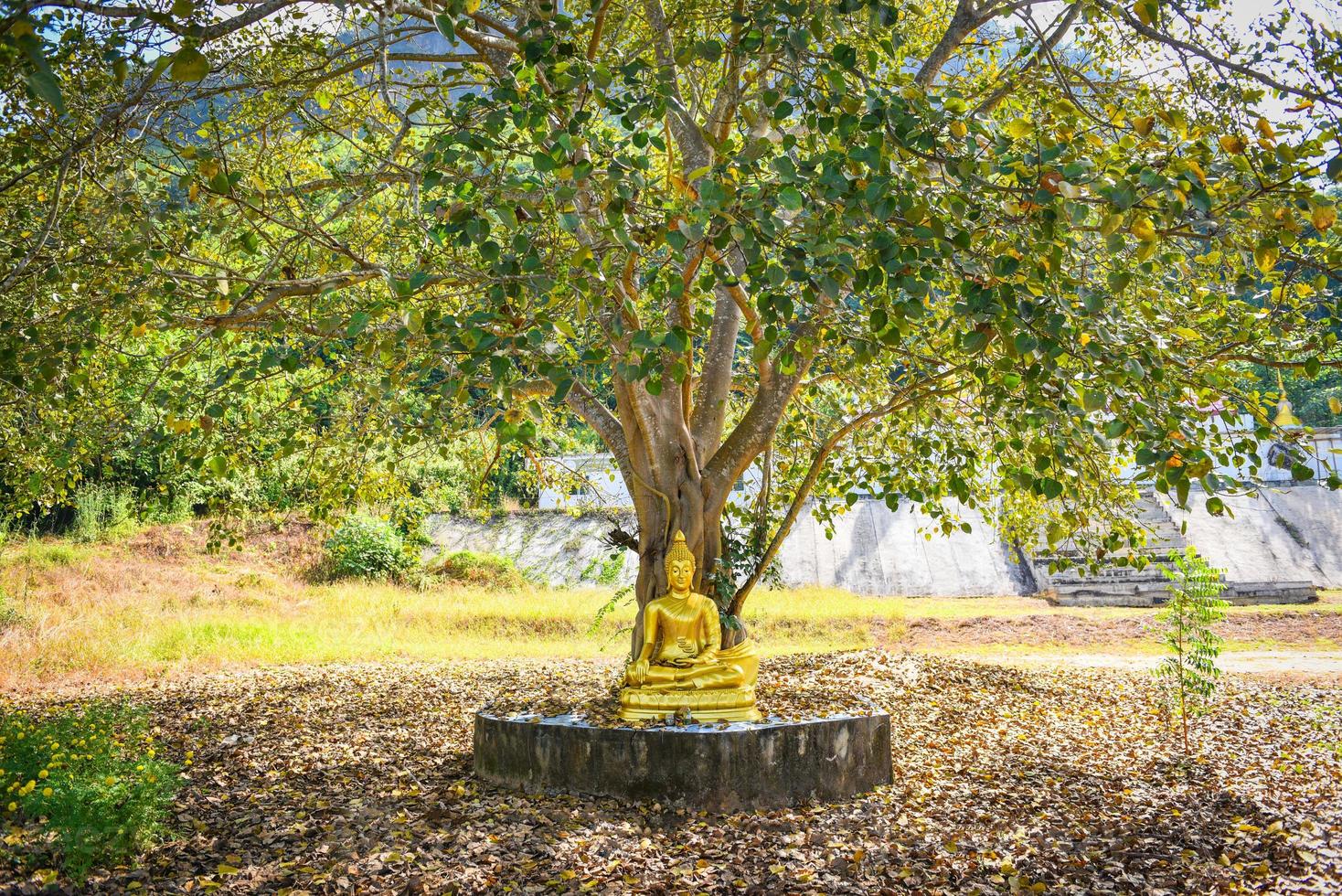 Bodhi-Baum und grünes Bodhi-Blatt mit Buddha-Statue im Tempel Thailand, Baum des Buddhismus foto