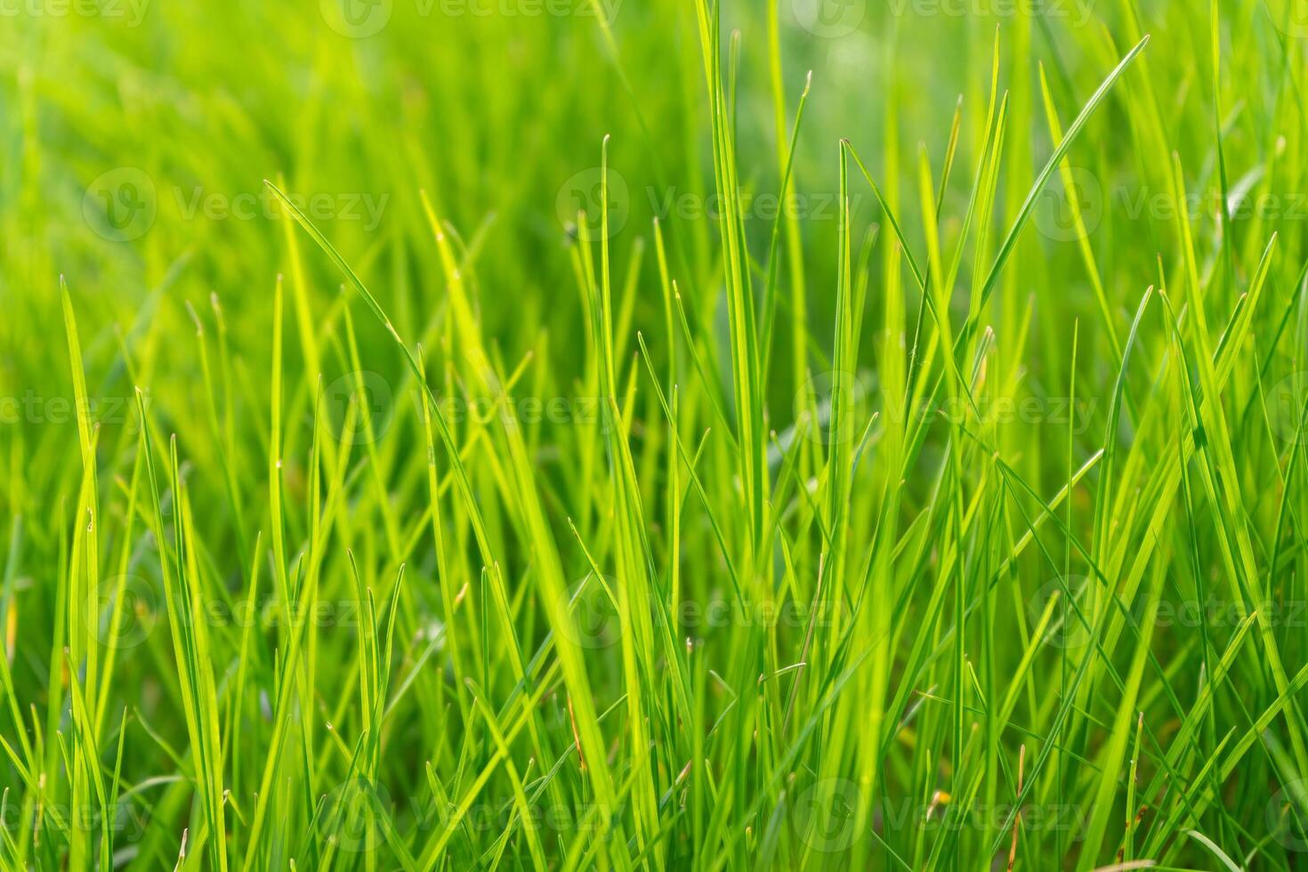 Grün Gras im Wiese, Feld oder Rasen im Frühling auf Sonnenuntergang foto