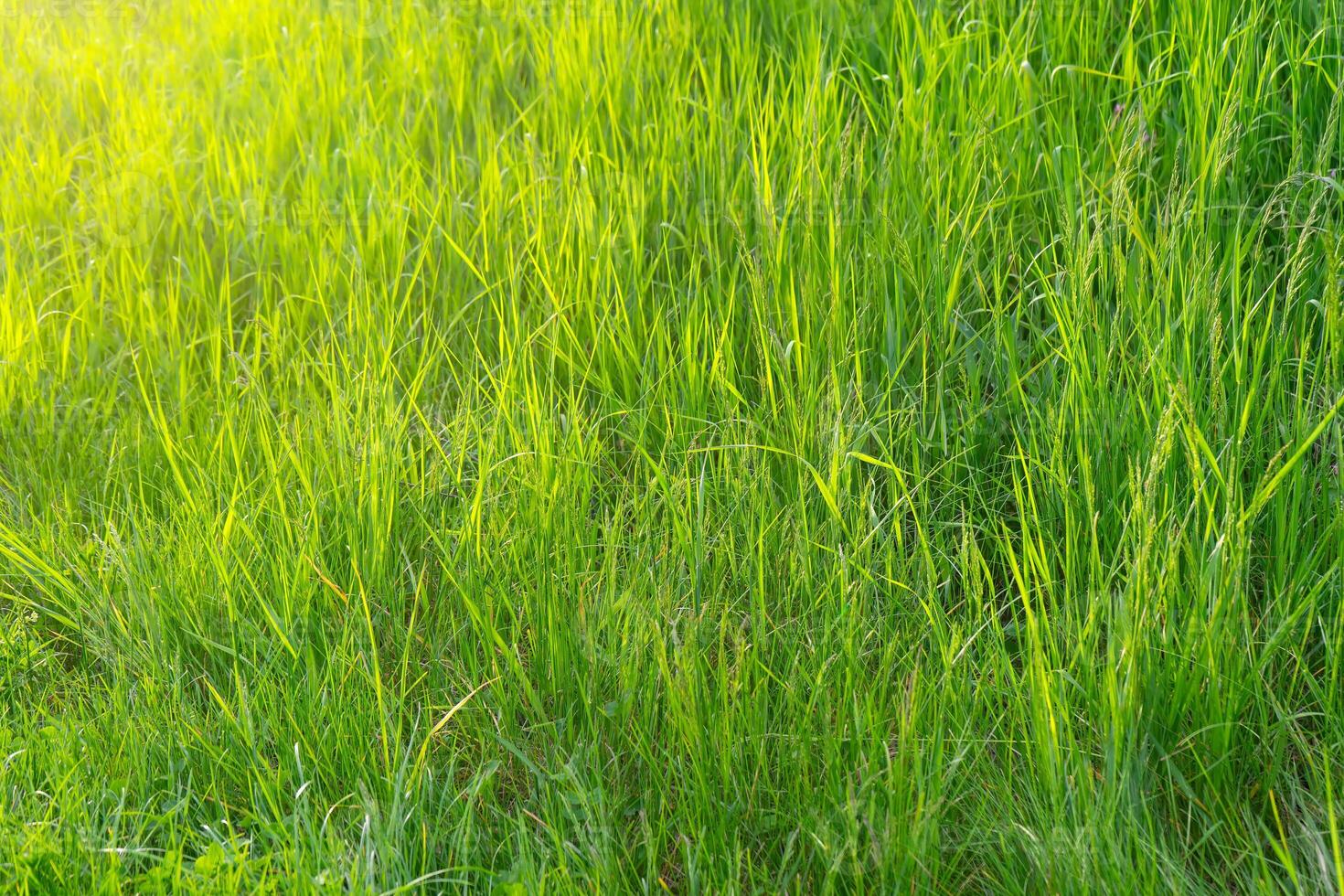 Grün Gras im Wiese, Feld oder Rasen im Frühling auf Sonnenuntergang foto