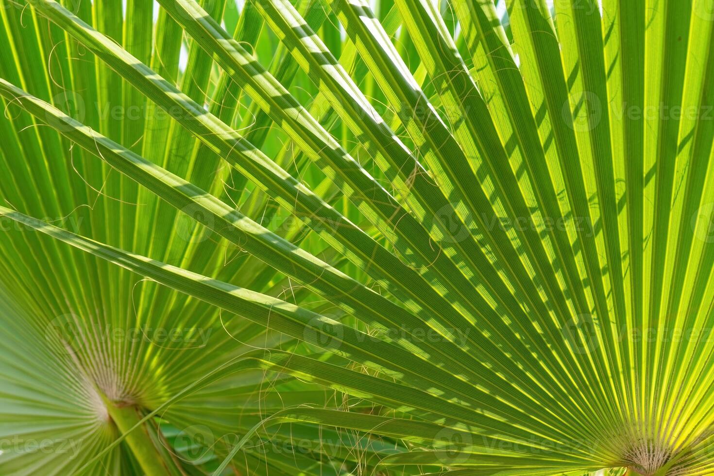 Grün Palme Blätter Hintergrund mit Sonnenlicht foto