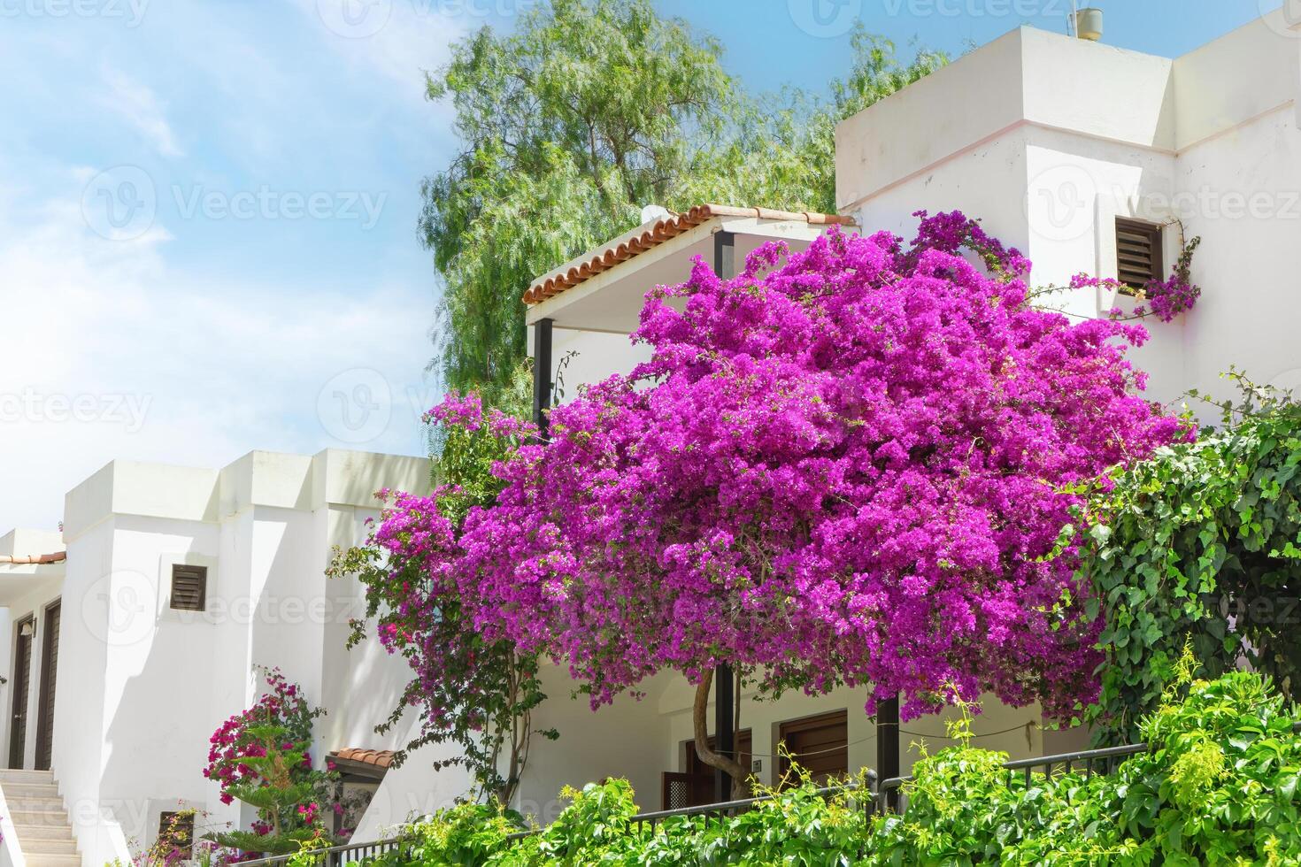 hell Rosa blühen Bougainvillea Busch im Vorderseite von das Weiß Turmhaus foto