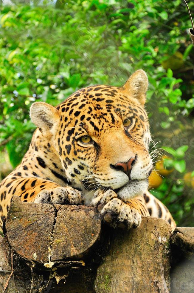 erwachsener Jaguar, Ecuador foto