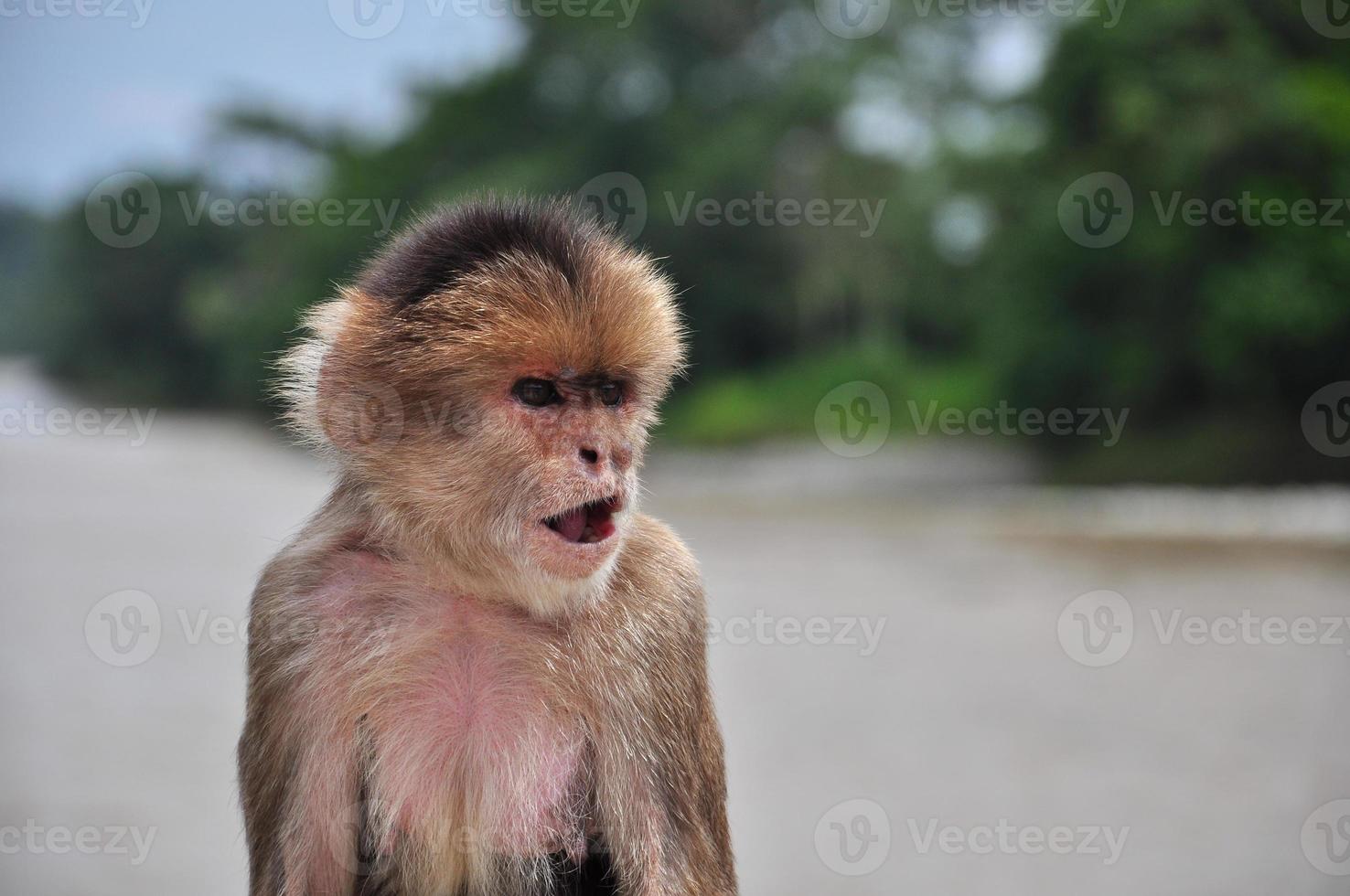 ein Affe im Amazonas-Dschungel foto