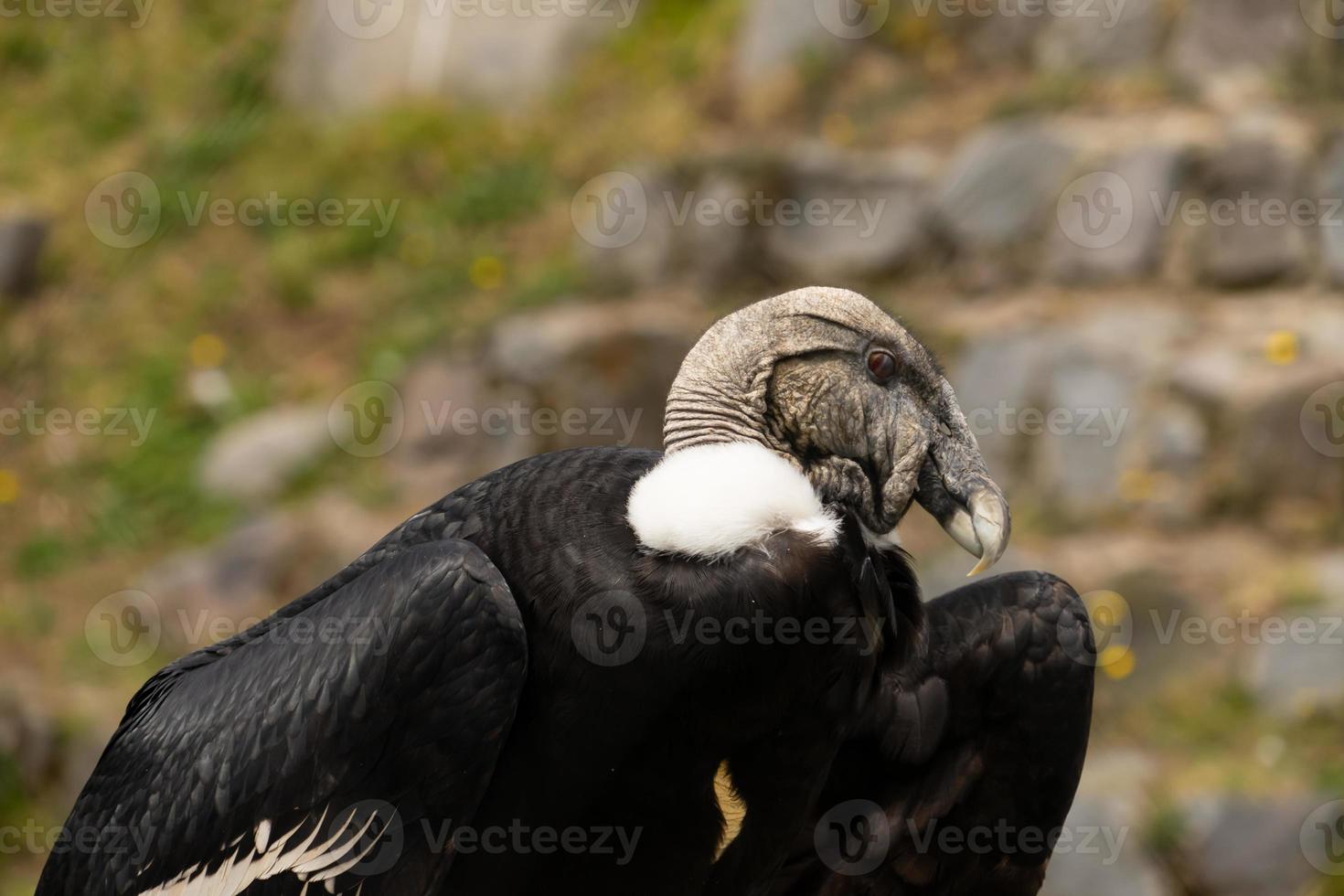 vom Aussterben bedrohter Kondor, Ecuador foto