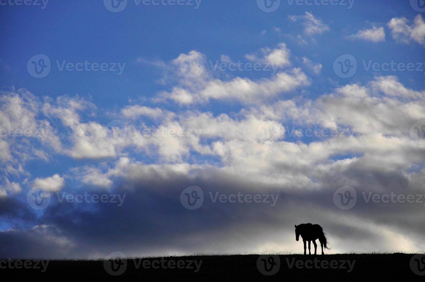 Silhouette eines Pferdes foto