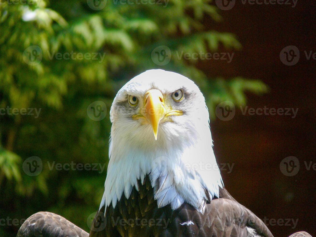 amerikanischer Weißkopfseeadler foto