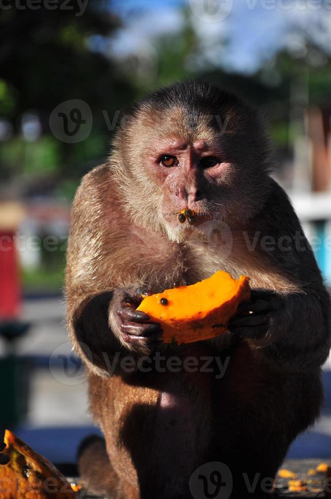 ein Kapuzineraffen, der Papaya isst foto